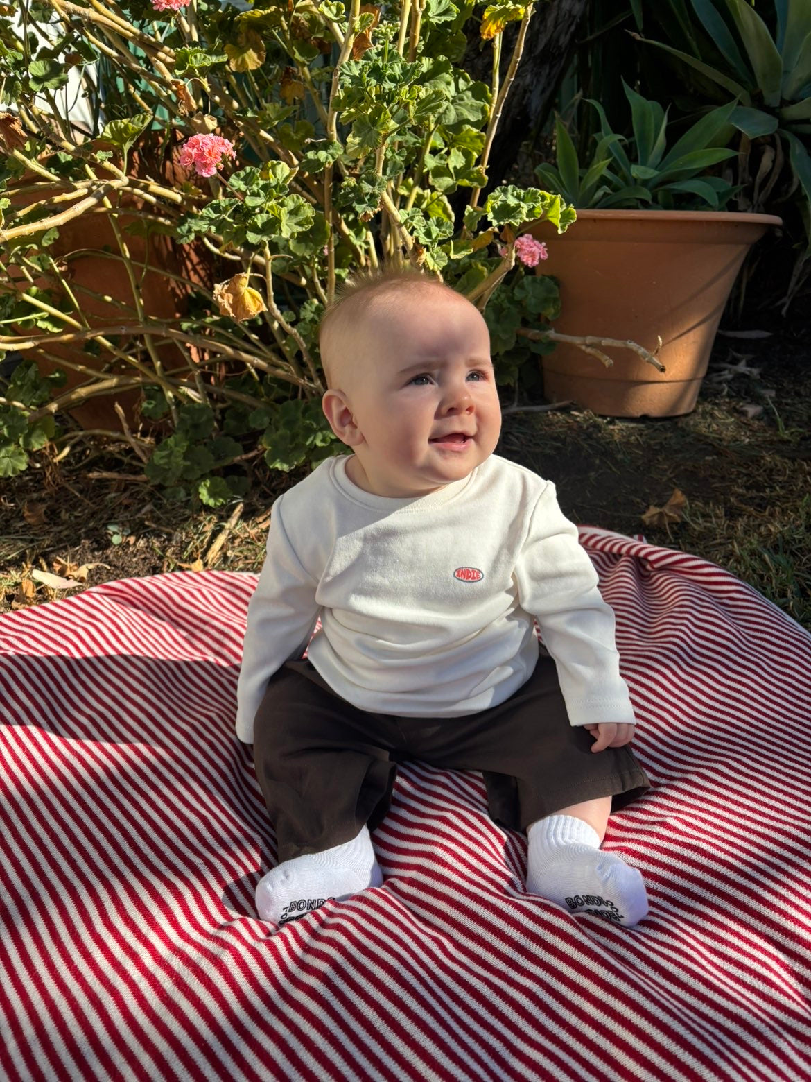 Indie The Brooklyn Easy Chino